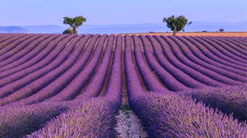 Francia