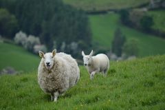CORSO DI LINGUA IN IRLANDA