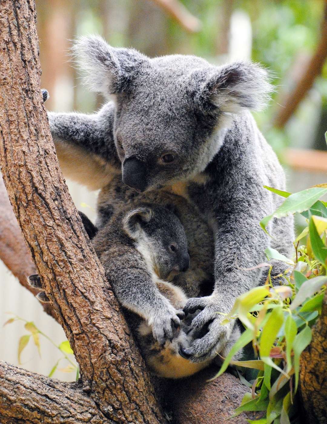 ANNO ALL'ESTERO IN AUSTRALIA