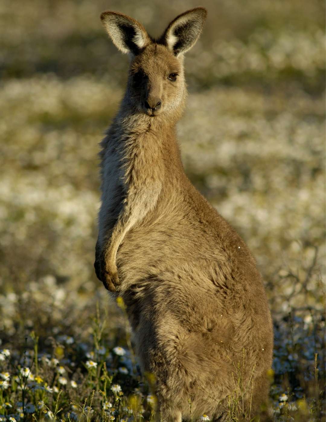 CORSO DI LINGUA IN AUSTRALIA