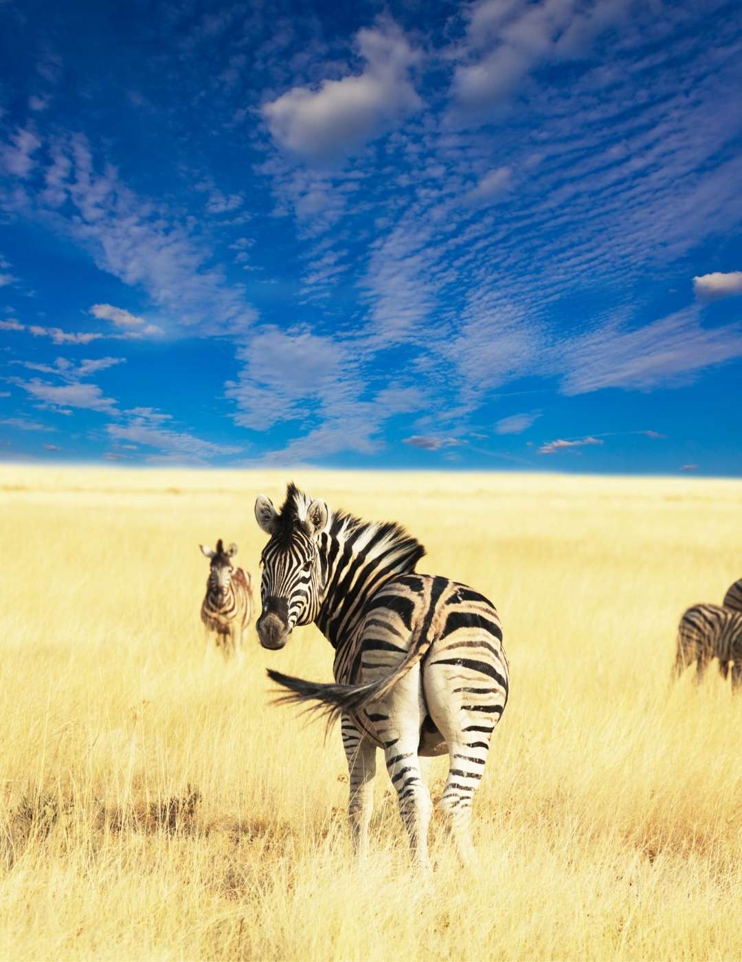 CORSO DI LINGUA IN SUDAFRICA